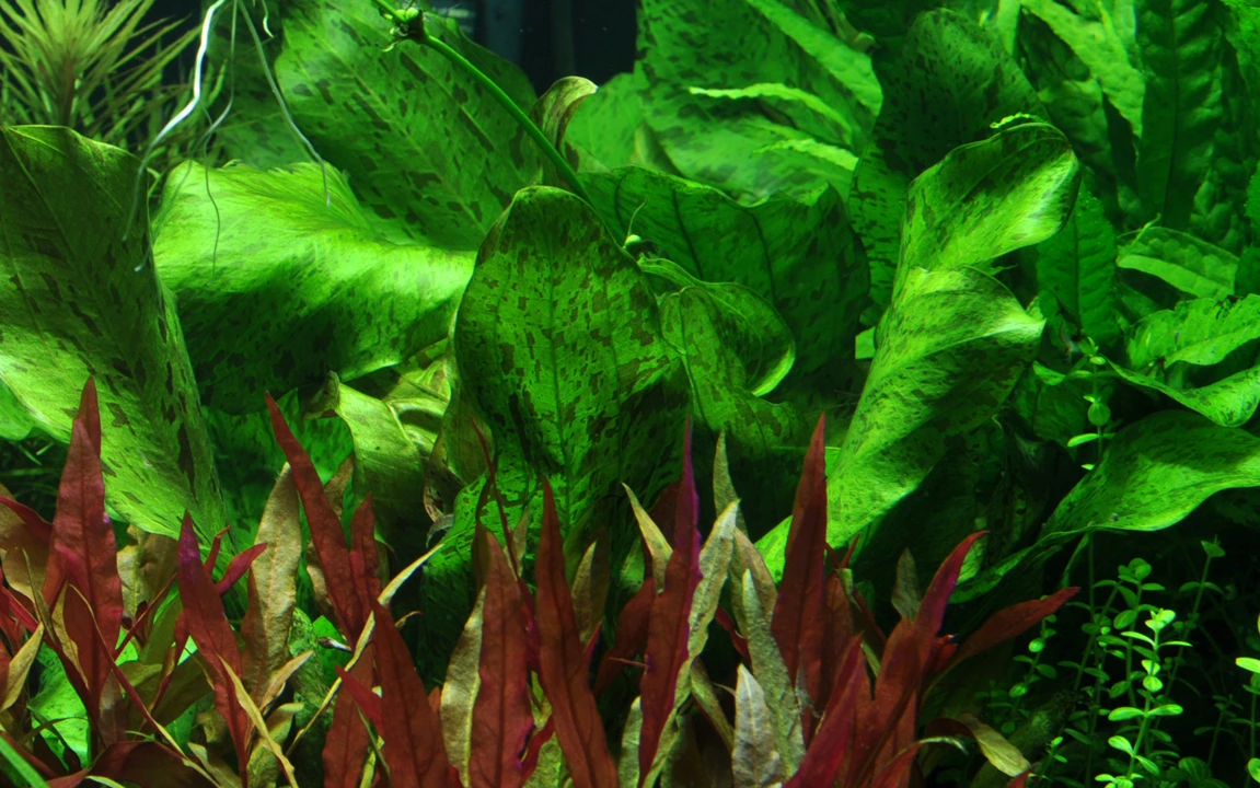 Tropica Akvarieplante i potte Echinodorus Ozelot green